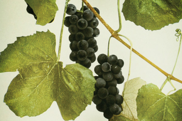 This native grape’s root stock saved the European wine industry in the mid-19th century. Wine today is mostly produced from Eurasian cultivated grapes grafted onto the rootstock of grape species native to North America. 