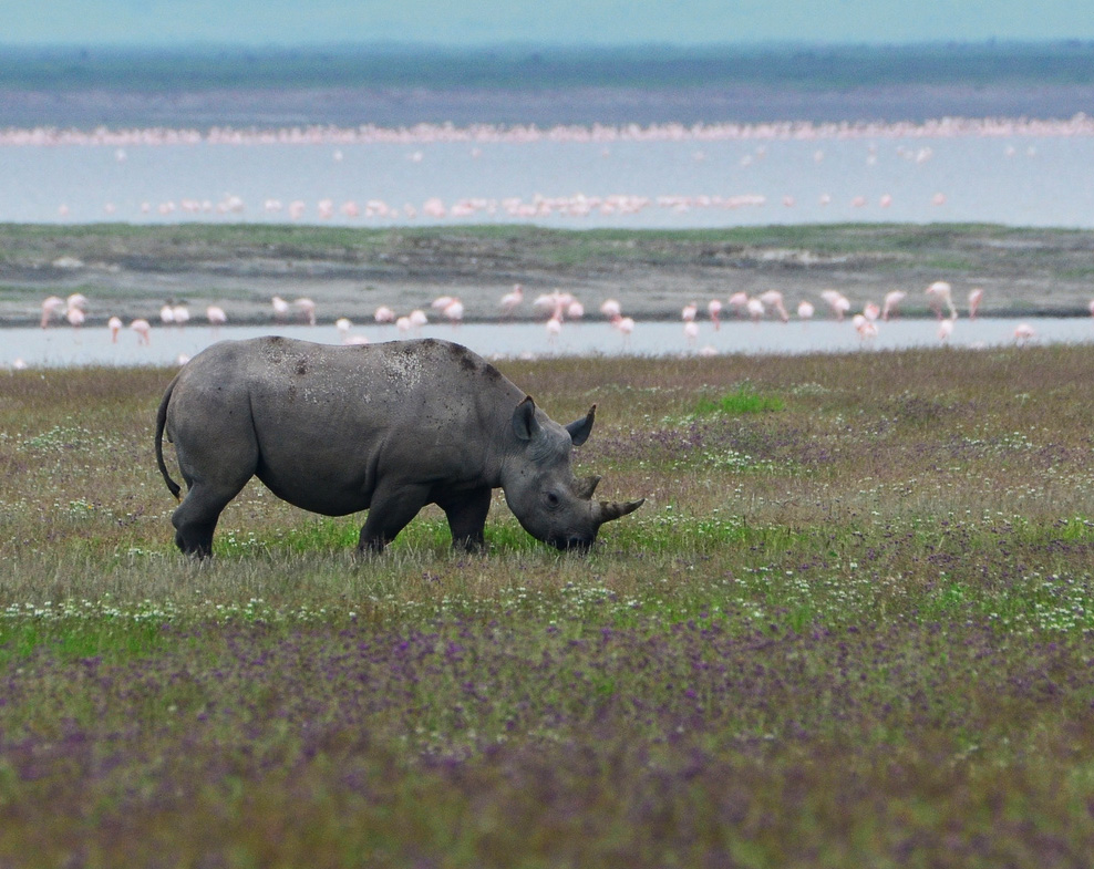 IUCN Red List of Threatened Species | NatureServe