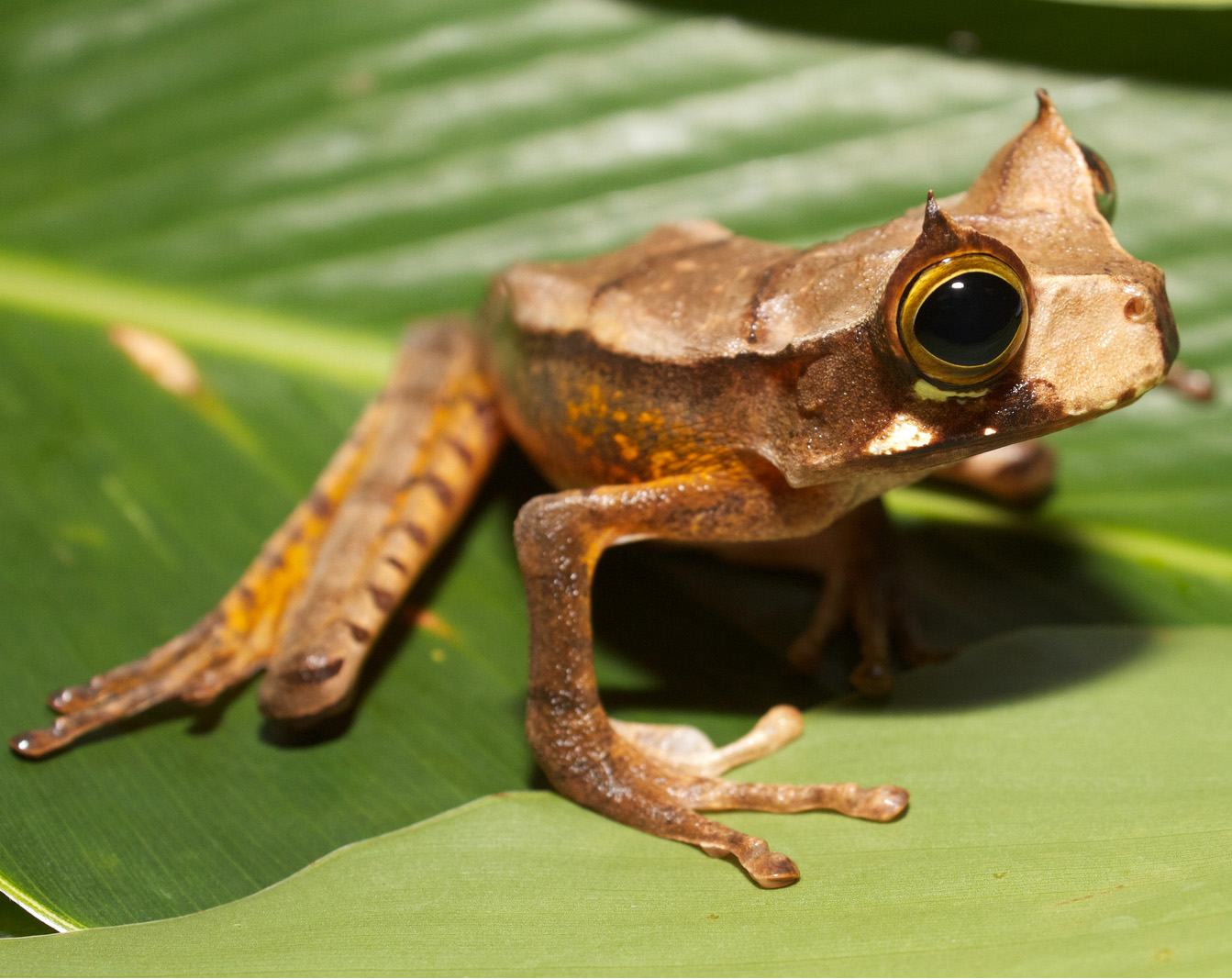 Digital Distribution Maps of the World’s Amphibians | NatureServe