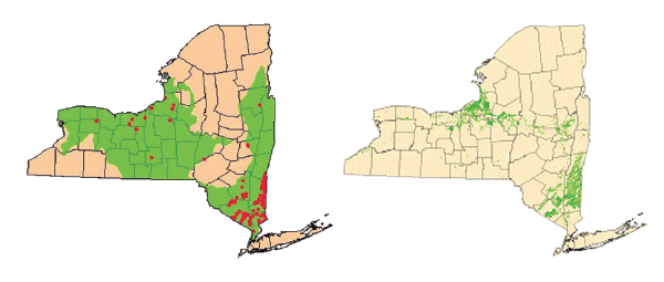 Image reproduite avec l'aimable autorisation du Programme du patrimoine naturel de New York