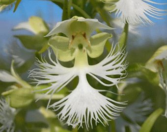 The Western prairie white-fringed orchid (Platanthera praeclara) is one of many rare plants of the Great Plains that has seen its range greatly reduced in Canada. Photo by David McAdoo.