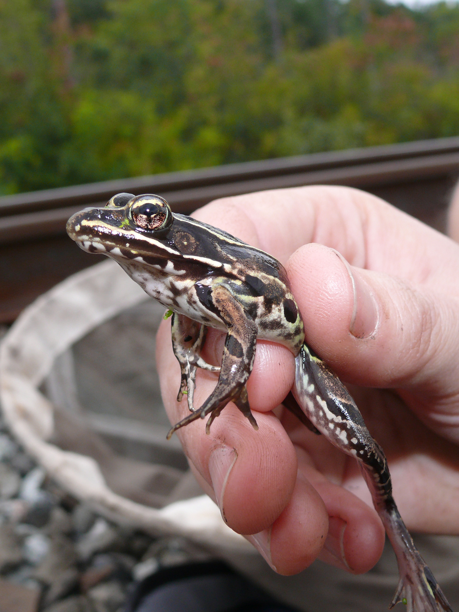 Photo by Matt Schlesinger | New York Natural Heritage Program