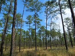 Longleaf Pine Woodland at Ocala National Forest.