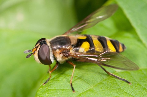 a yellow and black insect rests on a leaf