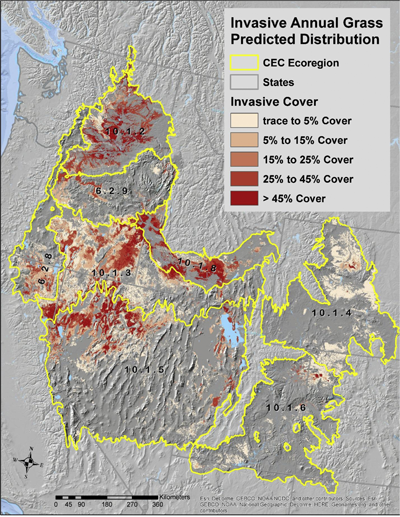 Invasive annual grass presence by canopy cover category across cold desert ecoregions.