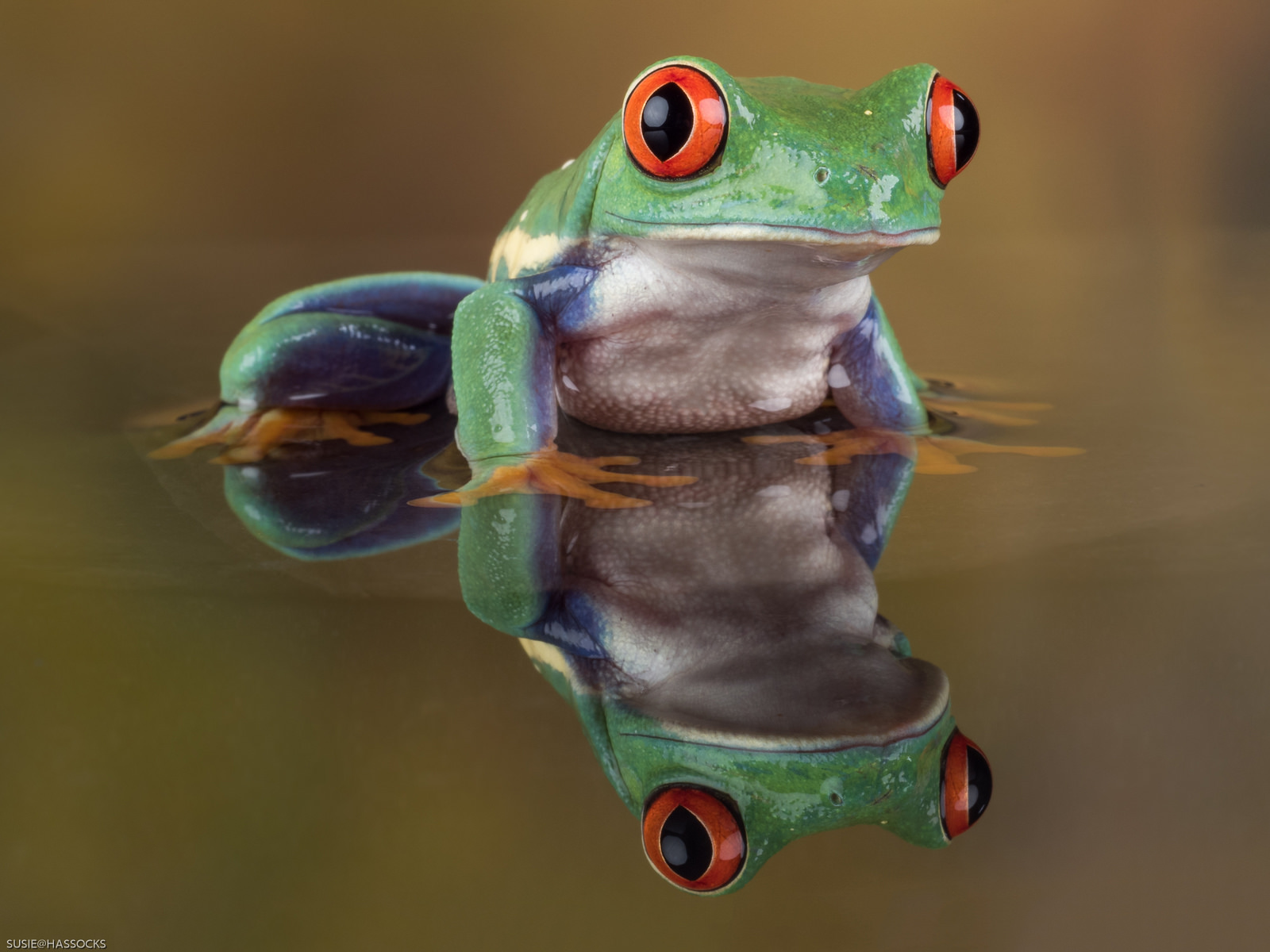 Red eyed tree frog (Agalychnis callidryas) | Photo by Sue Cro  