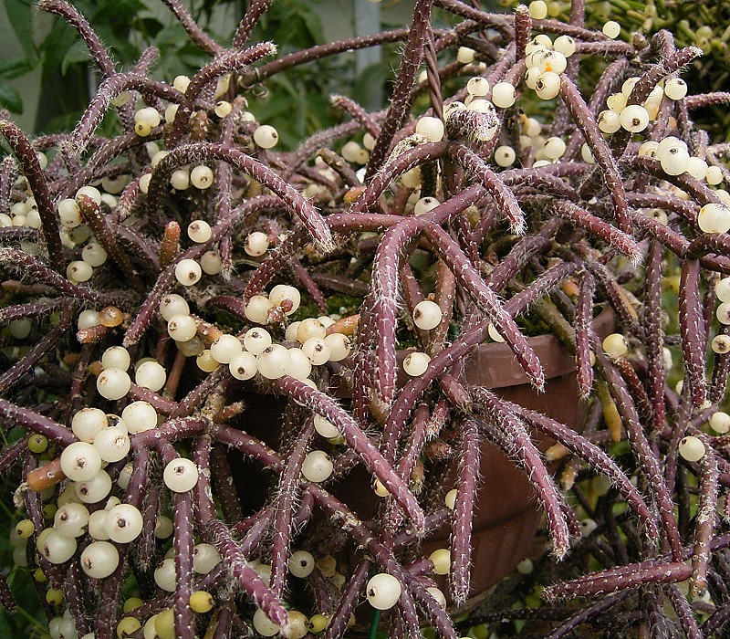 Rhipsalis baccifera