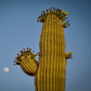 Cactus Saguaro Auténtica Carnegiea Gigantea Gigante Cactus nativo