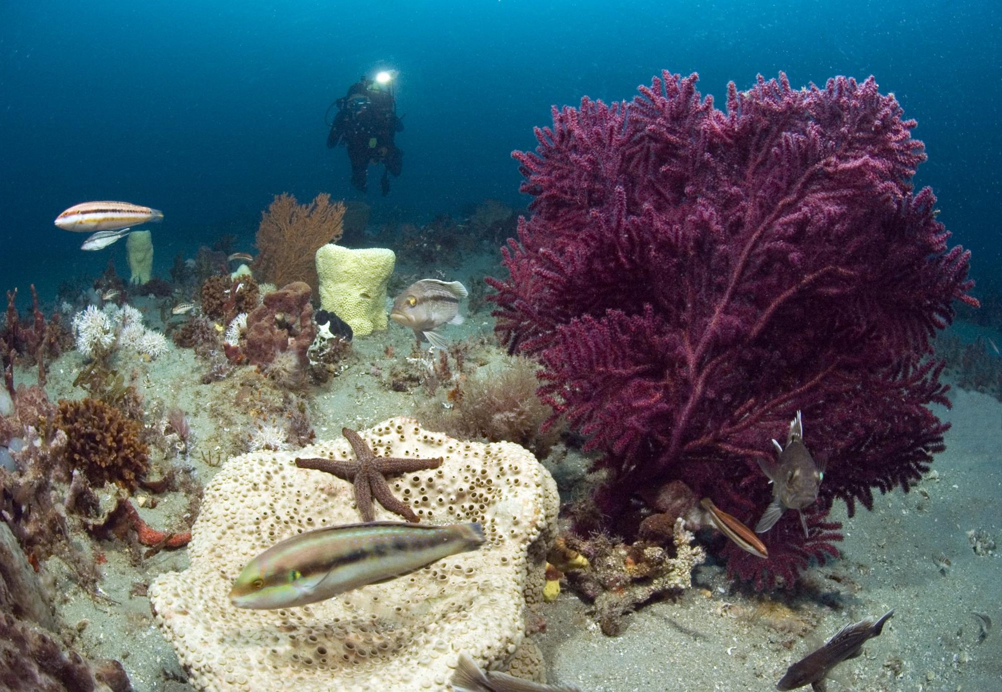 The EBM Tools Network focuses on helping its members protect coastal and marine biodiversity. Photo by Greg McFall