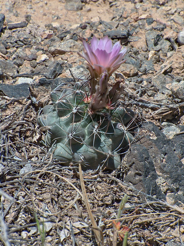 Uinta Basin hookless cactus (Sclerocactus glaucus) is a rare cactus species found only in a small region in Colorado, and was one of the species included in this project. | Photo by Barry C. Johnston and the U. S. Forest Service.