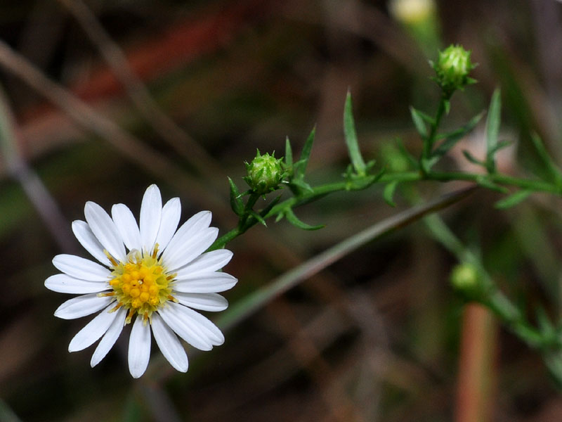 Serpentine aster