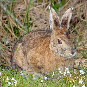 lepus americanus