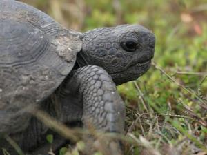 Native to the Southeastern U.S., gopher tortoise are one of many rare species considered in the assessment. Photo by David Sydek.