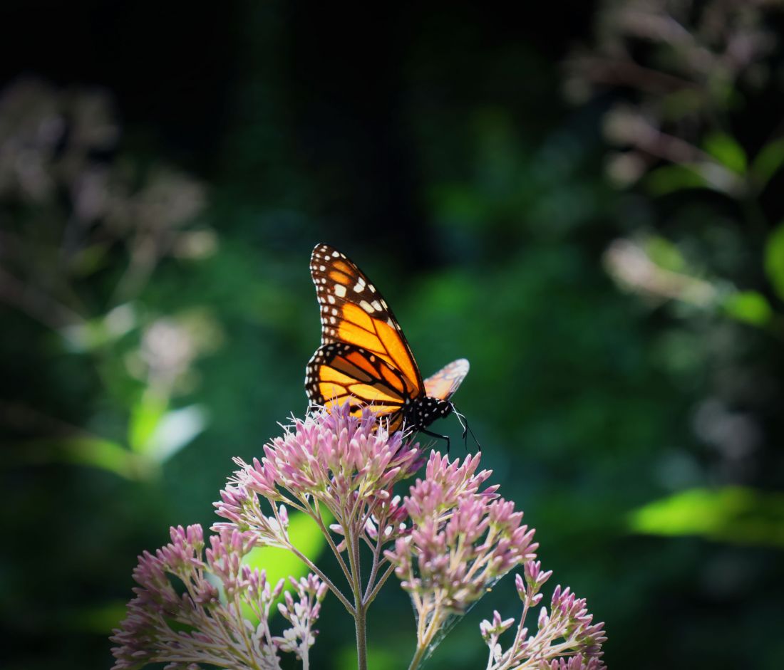 Picture taken during the study in Indiana, 2016 by Robert Jean, PhD Plant in fruit
