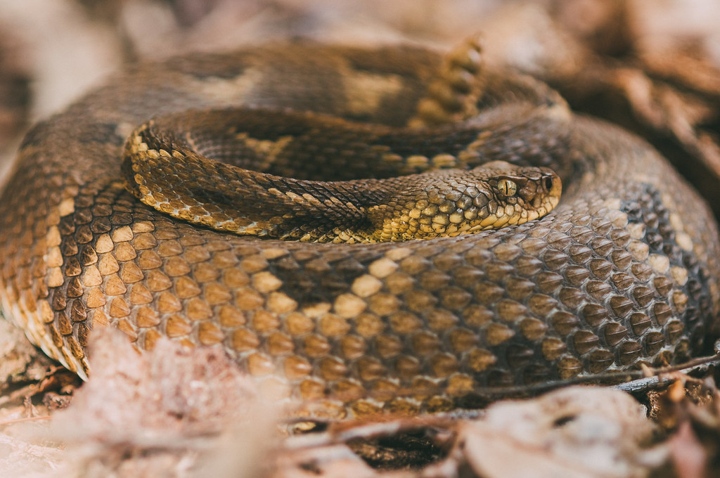 timber rattlesnake head