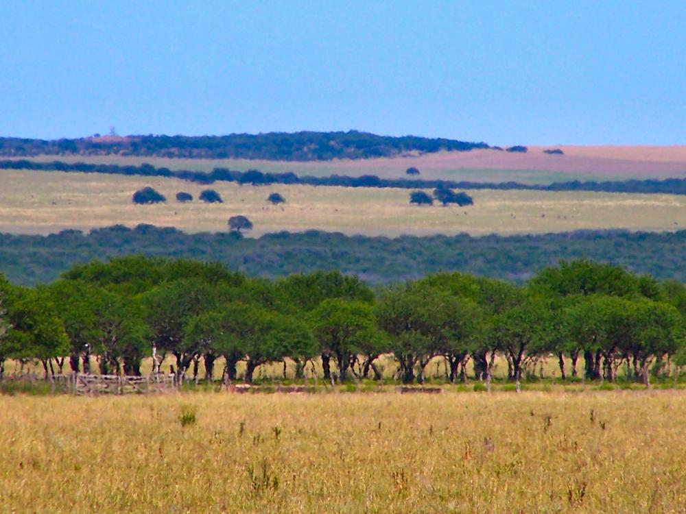 Humid Pampas Grassland at Toay, La Pampa, Argentina. Photo by Andy Abir Alan.
