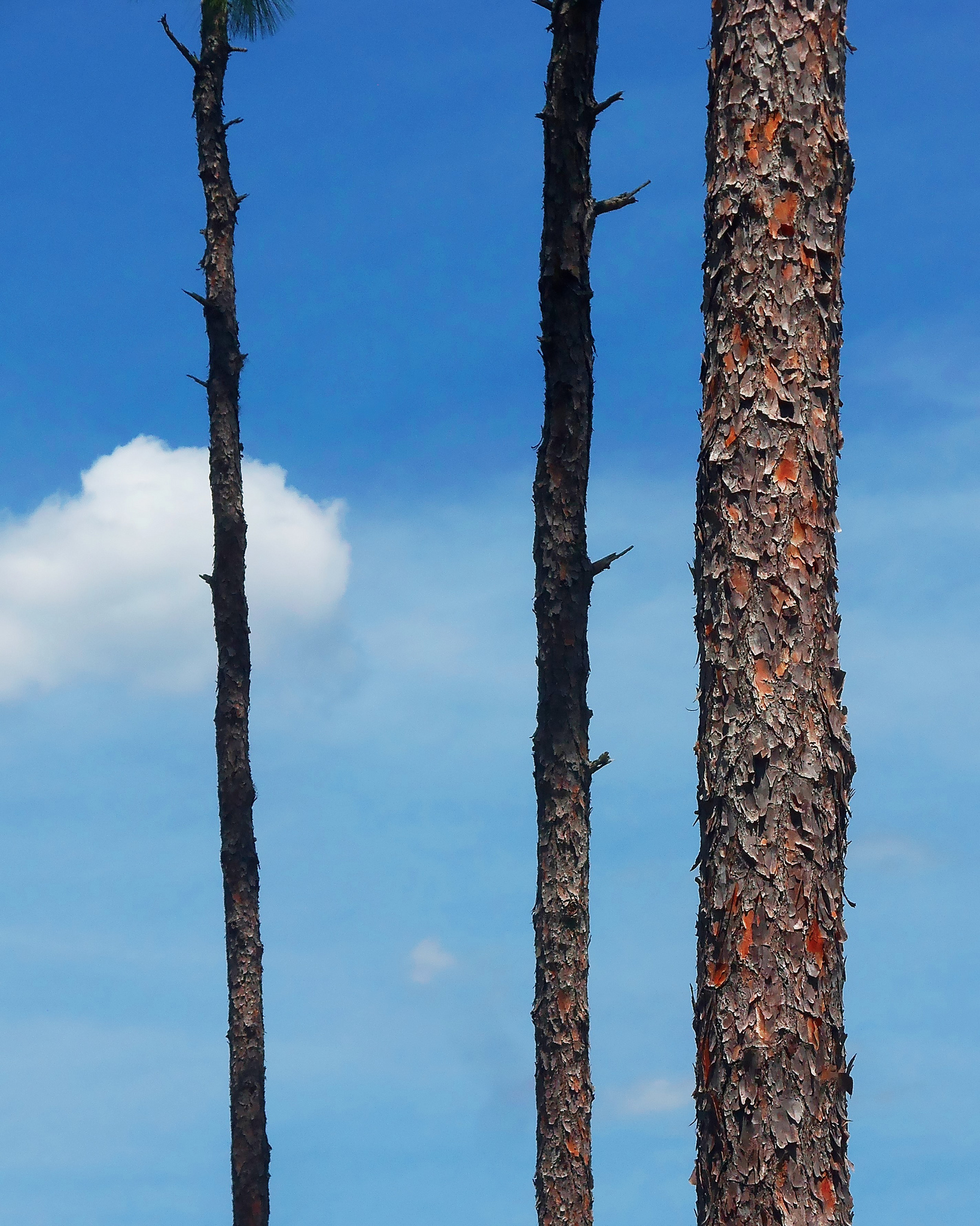 Coastal plains dominated by longleaf pine (Pinus palustris) comprise nearly half of the most highly vulnerable ecological communities analyzed by NatureServe ecologists on behalf of the South Atlantic Landscape Conservation Cooperative. | Photo by Flickr user Daniel Oines