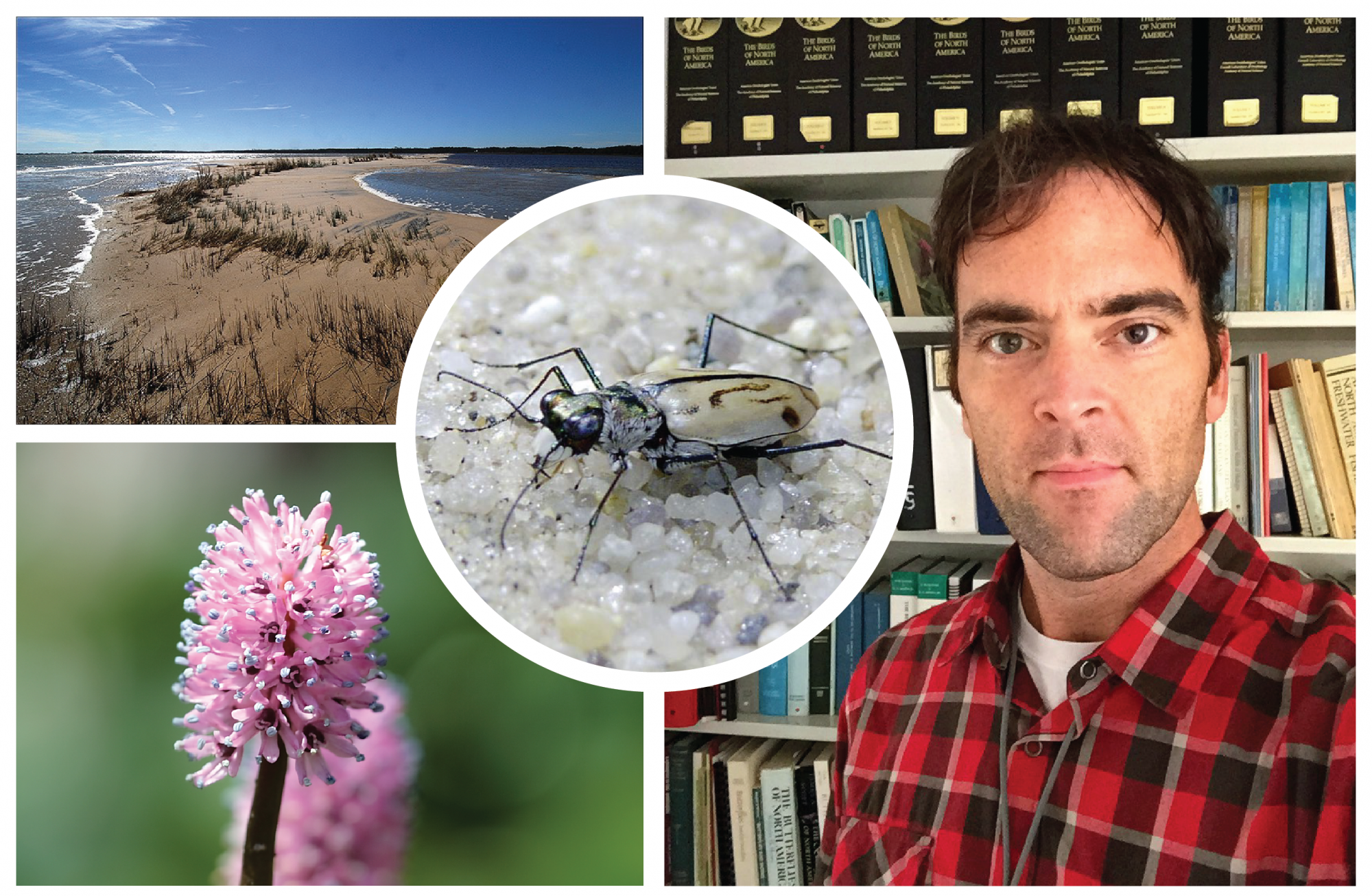 Top Left : Bethel Beach Natural Area Preserve in Mathews County, VA, provides habitat for the northeastern beach tiger beetle | Image Courtesy of Zach Bradford, VA DCR, Inset: Northeastern beach tiger beetle (Cicindela dorsalis dorsalis), NatureServe Status: Imperiled (T2) | Image Courtesy of USFWS. Bottom Left: VA NHP recently discovered new populations of Swamp Pink (Helonias bullata) NatureServe Status: Vulnerable (G3)|Image Courtesy of Paul Stein. Right: VA NHP Program Director, Jason Bulluck