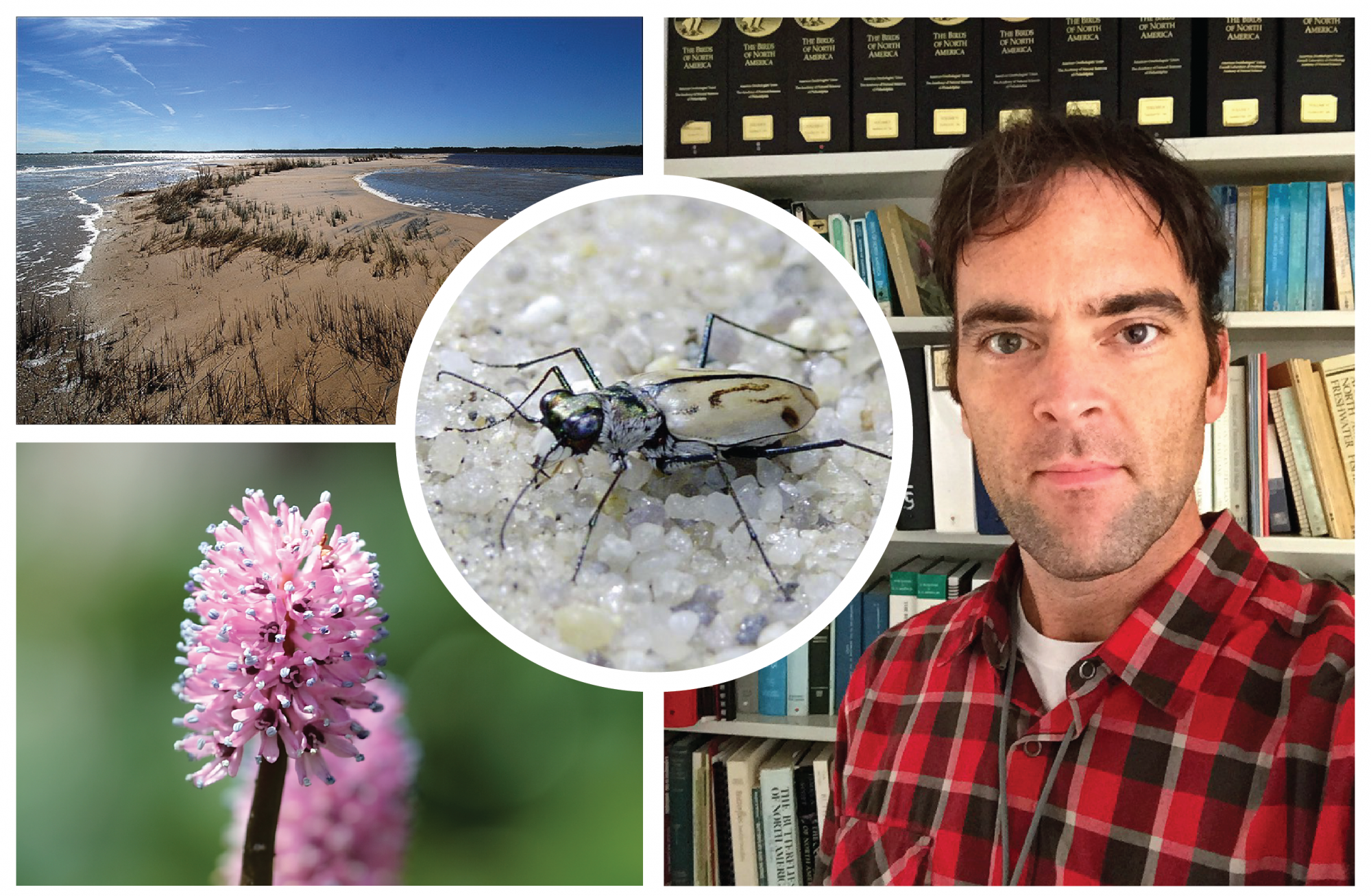 Top Left : Bethel Beach Natural Area Preserve in Mathews County, VA, provides habitat for the northeastern beach tiger beetle | Image Courtesy of Zach Bradford, VA DCR, Inset: Northeastern beach tiger beetle (Cicindela dorsalis dorsalis), NatureServe Status: Imperiled (T2) | Image Courtesy of USFWS. Bottom Left: VA NHP recently discovered new populations of Swamp Pink (Helonias bullata) NatureServe Status: Vulnerable (G3)|Image Courtesy of Paul Stein. Right: VA NHP Program Director, Jason Bulluck 