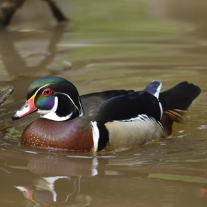 Wood Duck  Oklahoma Department of Wildlife Conservation